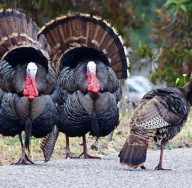 lusailnews
