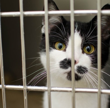 lusailnews