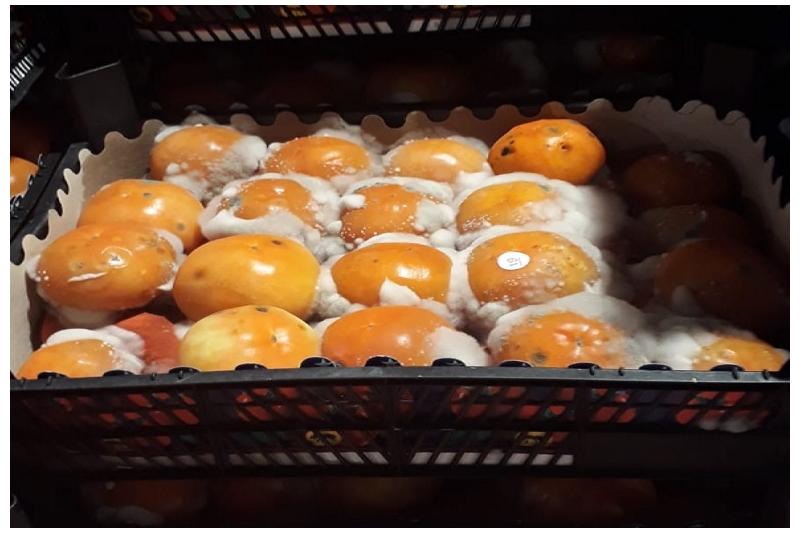 إتلاف 28 إرسالية بالمنافذ الجمركية خلال أكتوبر الماضي