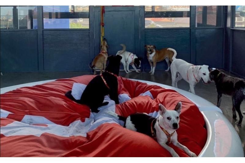 فندق 6 نجوم للكلاب في جنوب أفريقيا