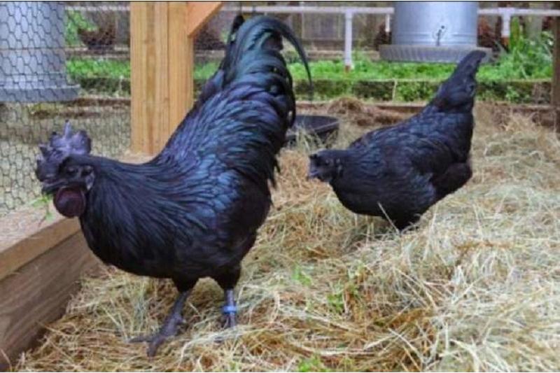 5 آلاف ريال ثمن 3 دجاجات "آيام سيماني"