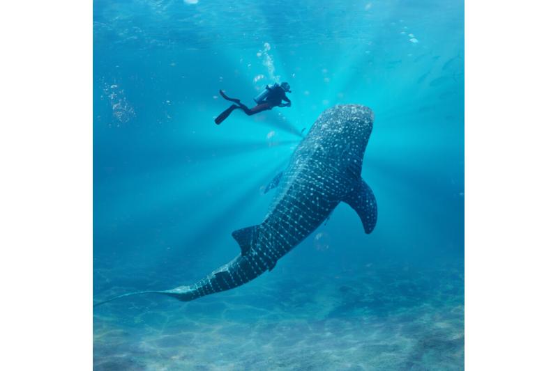 دراسات وبحوث لمحمية قرش الحوت في قطر