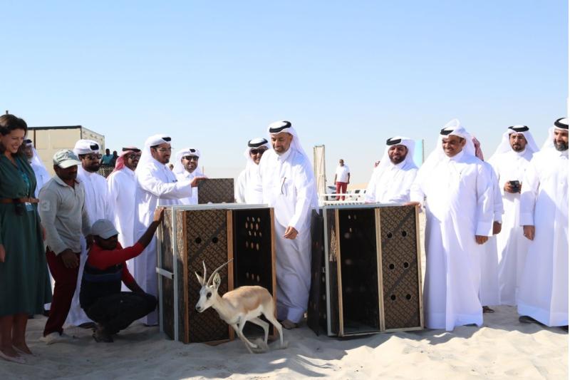 إعادة إطلاق حيوانات برية بمحمية سيلين لإثراء الحياة الفطرية