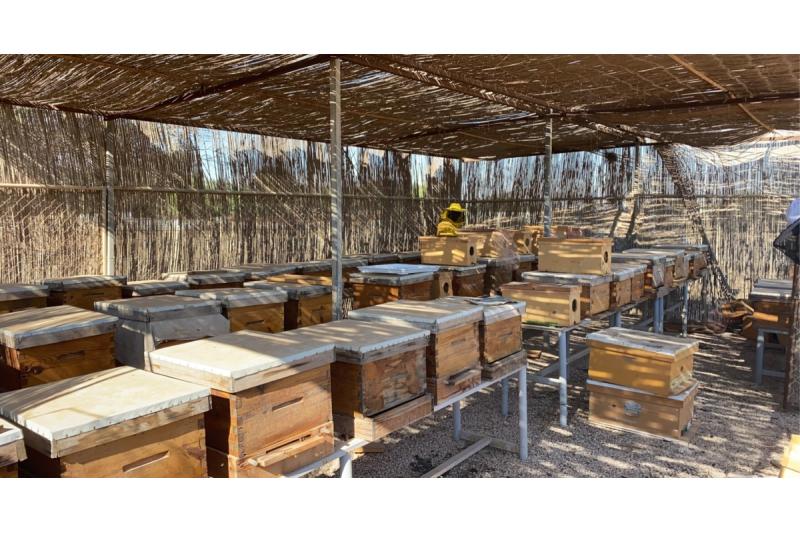 انطلاق فعالية "العسل والتمور" بساحة المزروعة