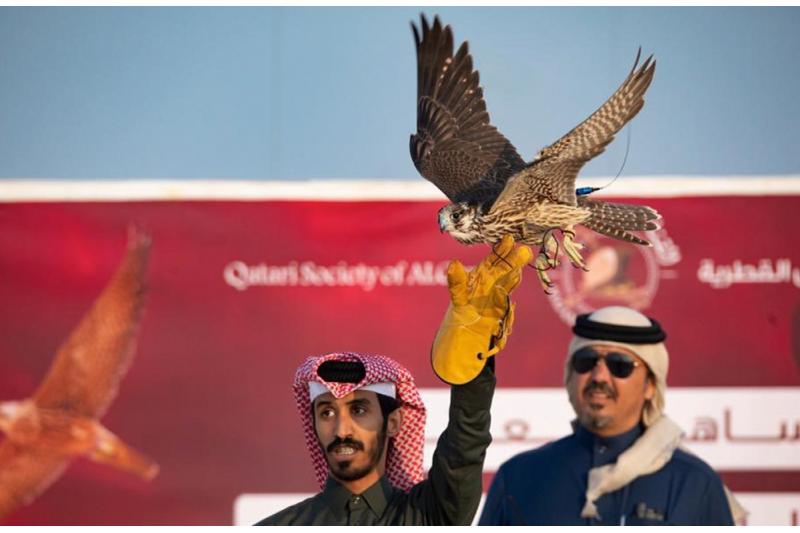 مرمي 2023.. تأهل 64 صقارا إلى نهائي هدد التحدي