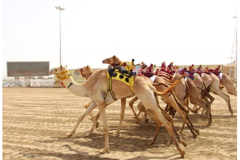غدا .. انطلاق مهرجان سمو الأمير المفدى للهجن العربية الأصيلة