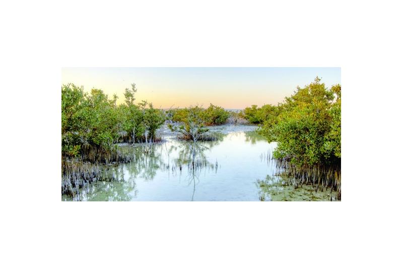 أشجار المانجروف تخفض 66 % من حدة الأمواج والعواصف