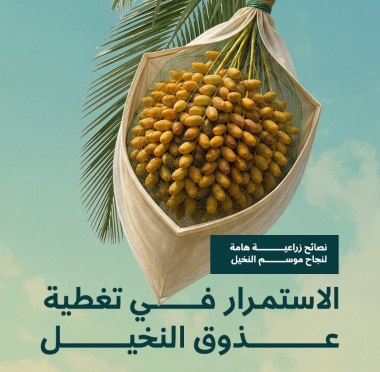 lusailnews