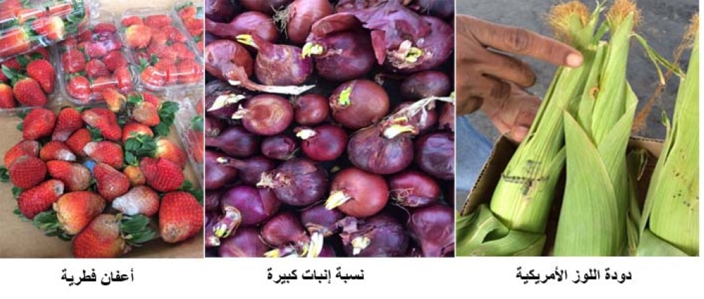 لوسيل