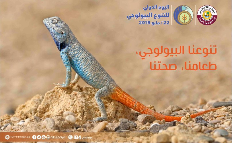 لوسيل