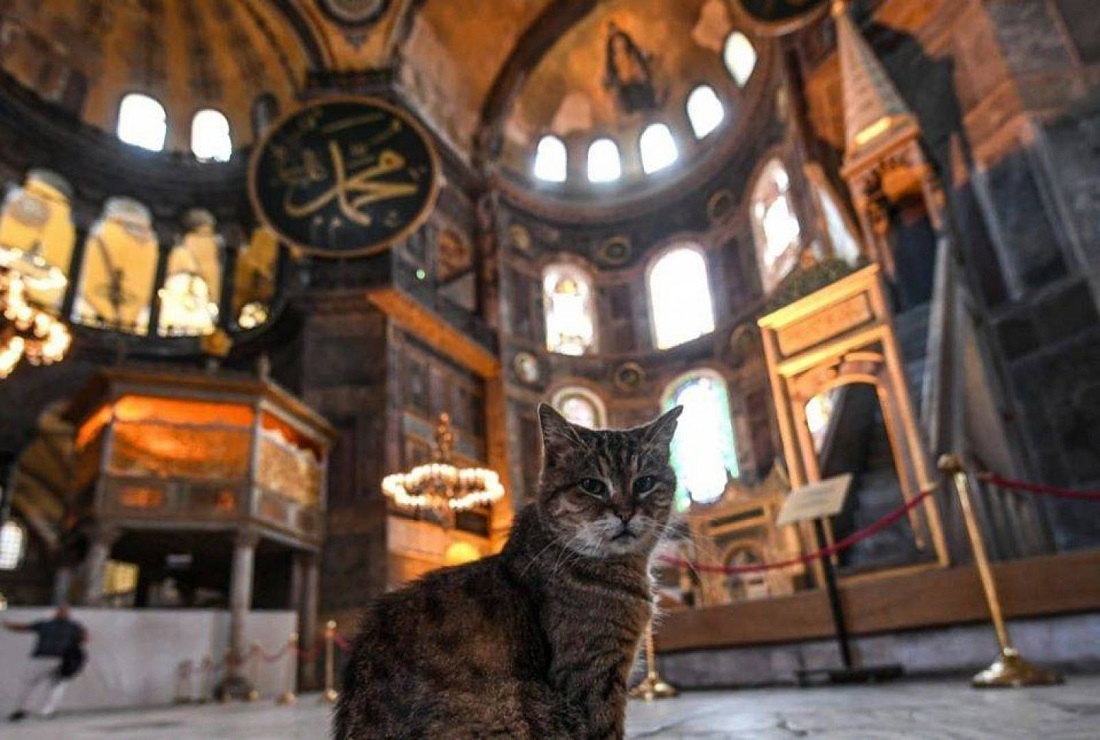 لوسيل