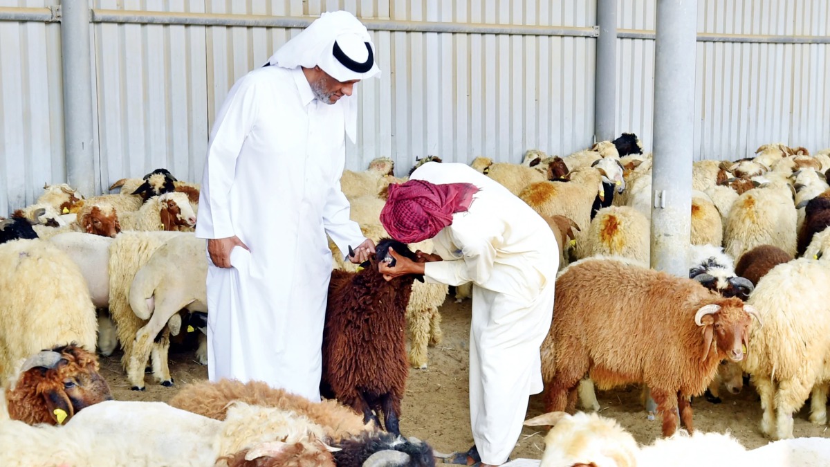 كيفية الاستفادة من مبادرة دعم اللحوم الحمراء طوال الشهر الفضيل